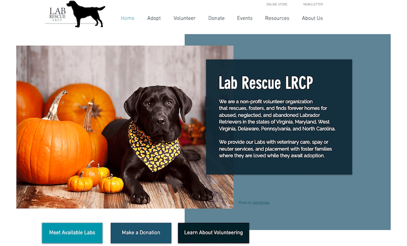 wix website examples - lab rescue lrcp